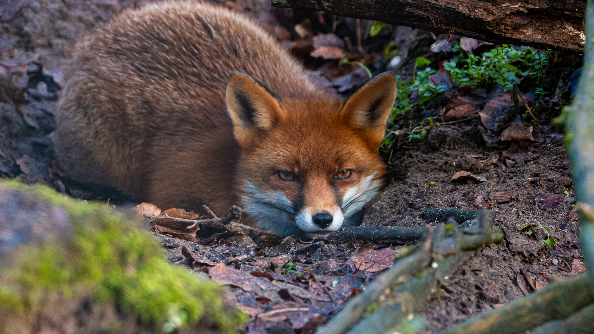 Füchslein Foto & Bild | natur, zoo, tiere Bilder auf fotocommunity