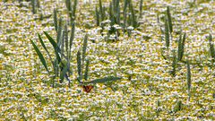 Füchslein auf dem Meer