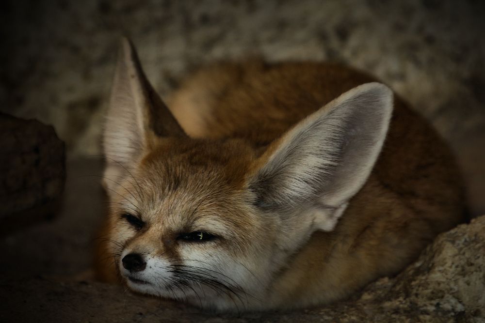 füchslein, füchslein, wüstenfuchs...