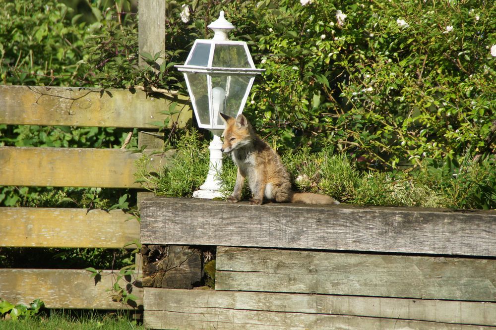 Füchslein im Garten