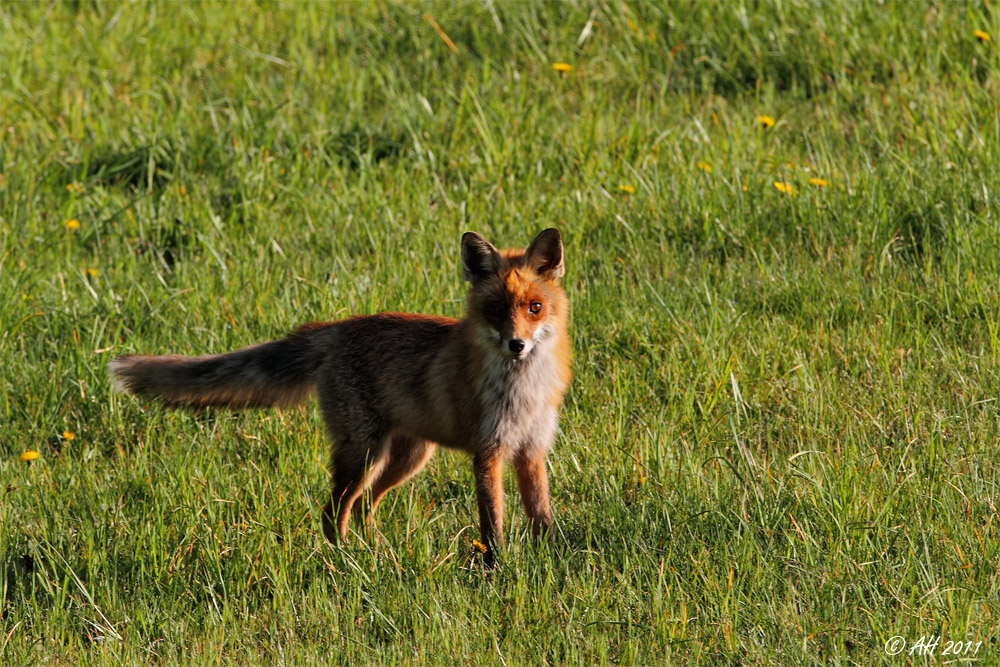 Füchslein in freier Wildbahn