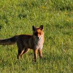 Füchslein in freier Wildbahn