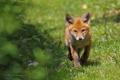 Füchslein in meinem Garten