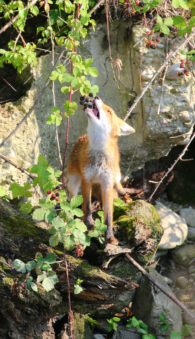 Füchslein mag süsse Brombeer