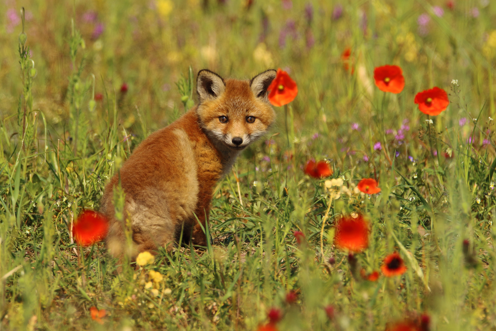 Füchslein mit Mohn am Ohr