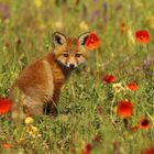 Füchslein mit Mohn am Ohr