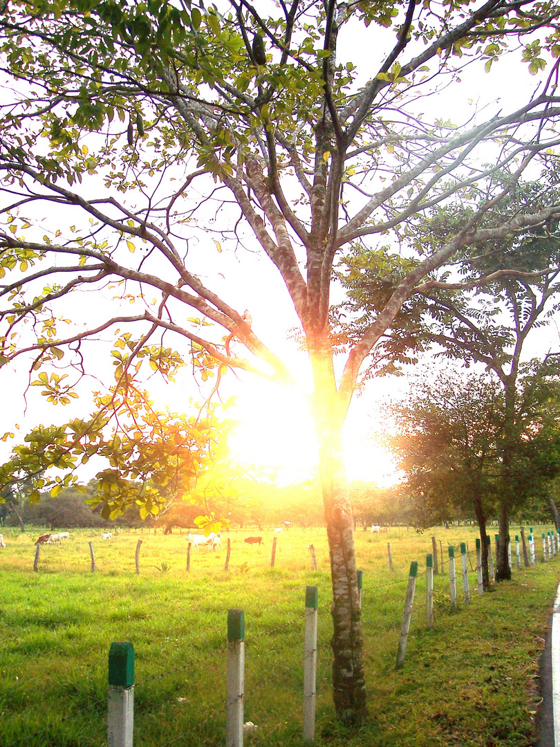 fuego de amanecer