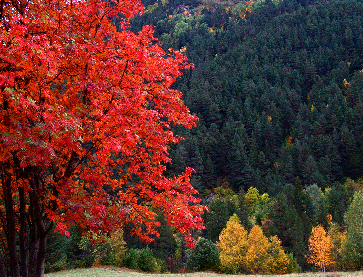 FUEGO EN EL BOSQUE