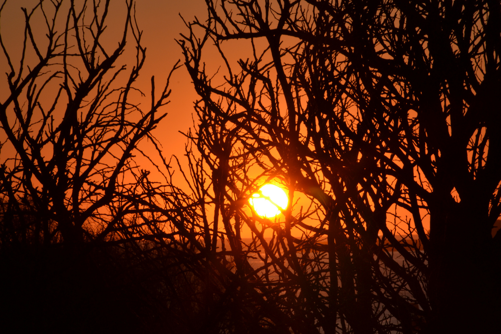 Fuego en el bosque