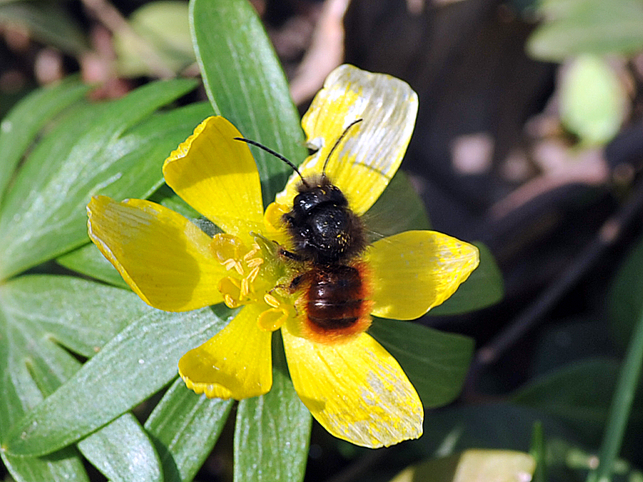 Fühe Langhornbiene auf Winterling