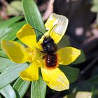 Fühe Langhornbiene auf Winterling