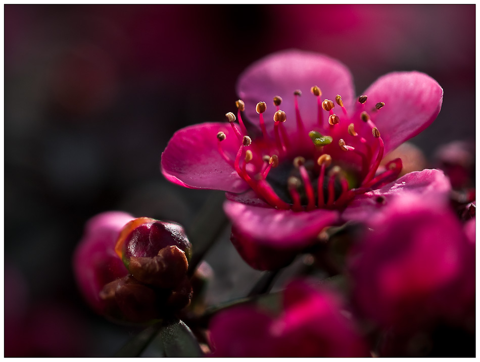 fühl´  den Frühling...