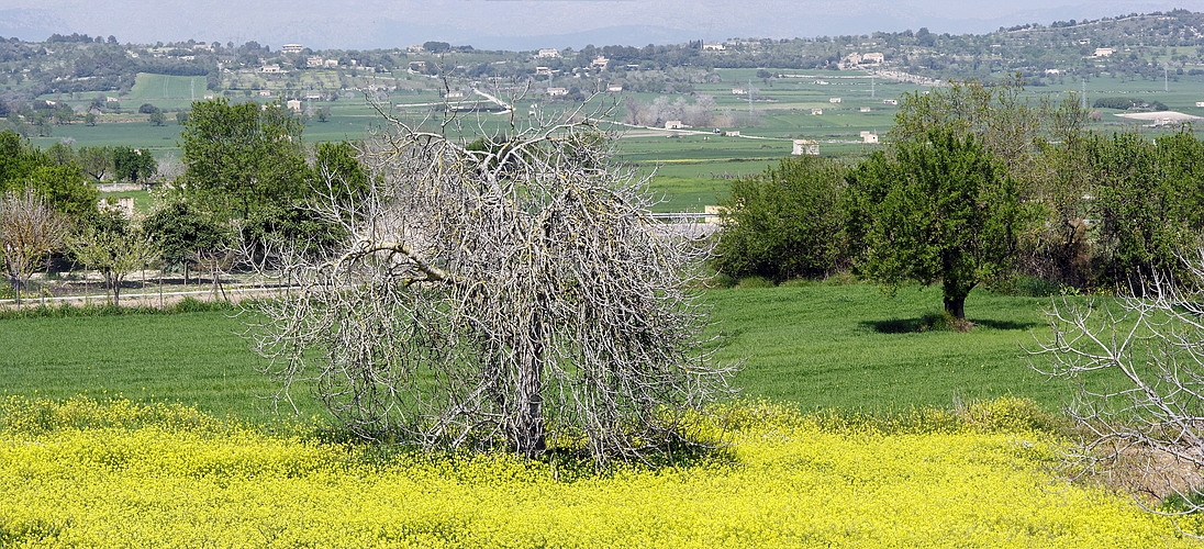 Fühl den Frühling