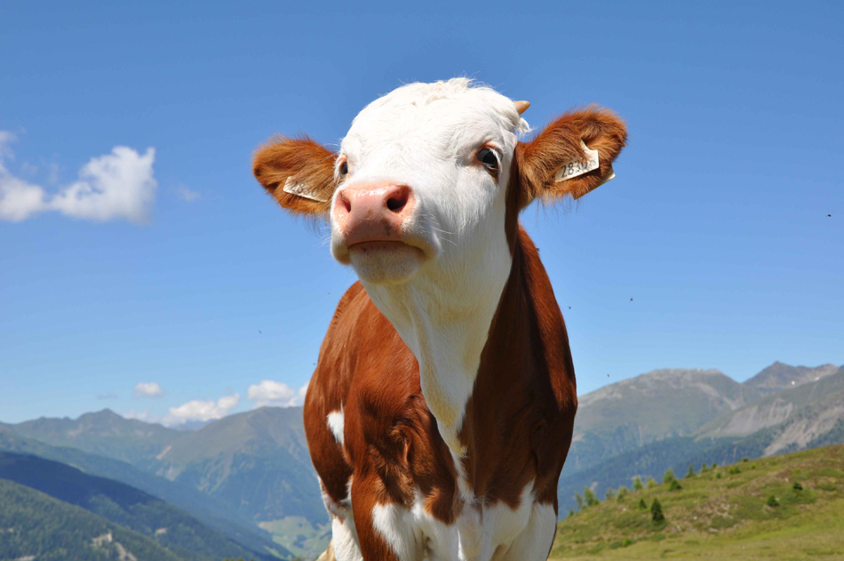 Fühl dich wohl in Osttirol !!!