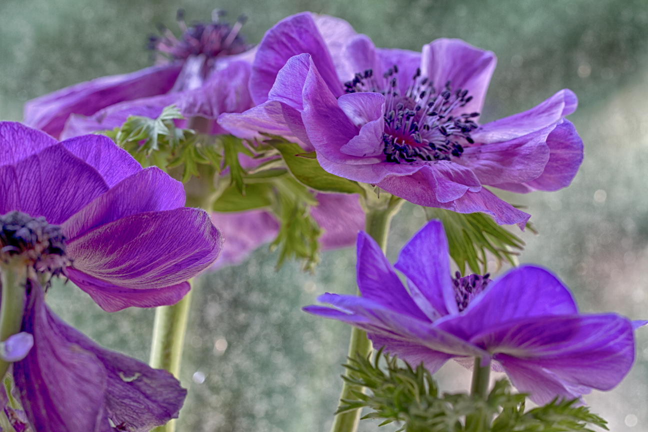 Fühling auf dem Balkon