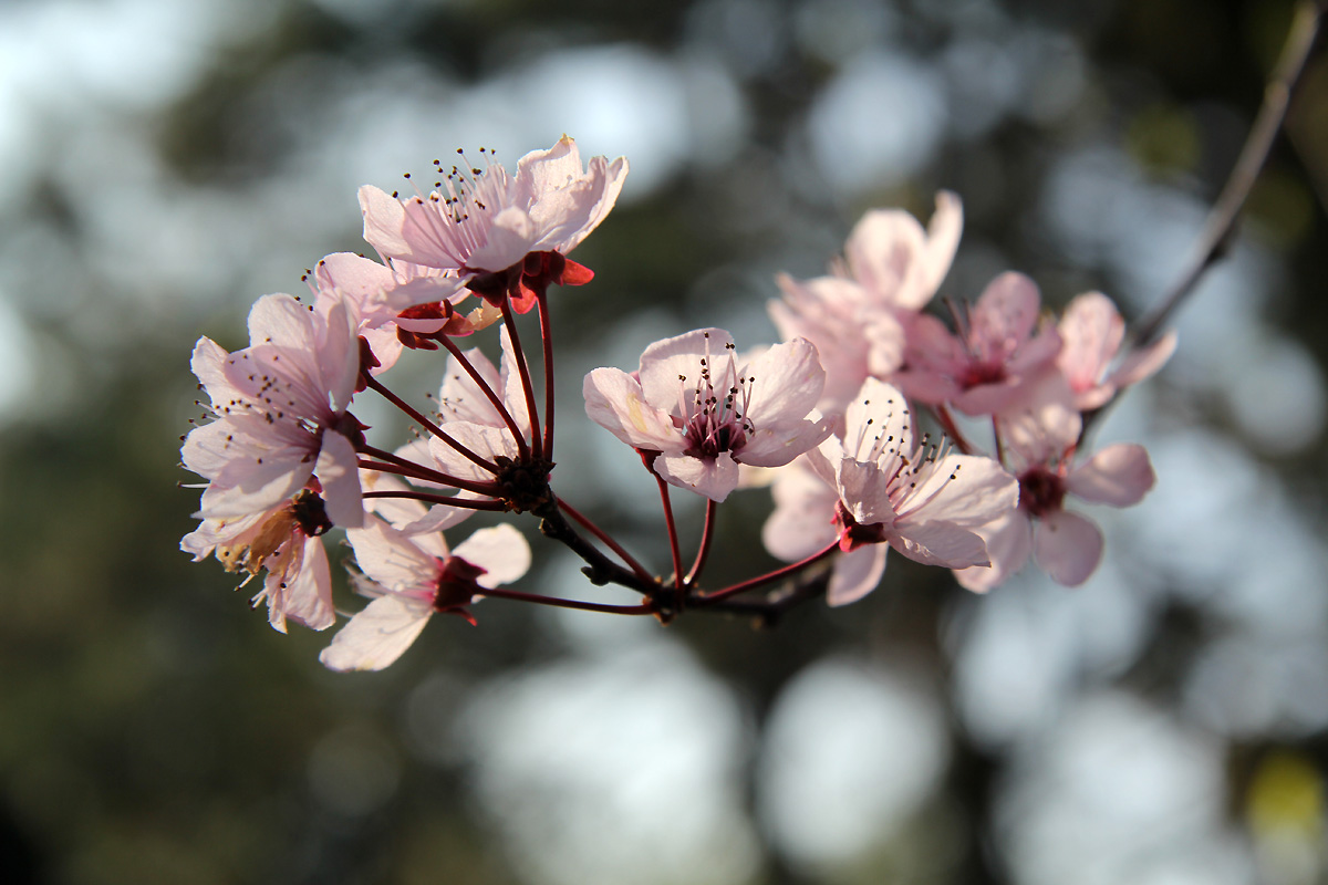 Fühling