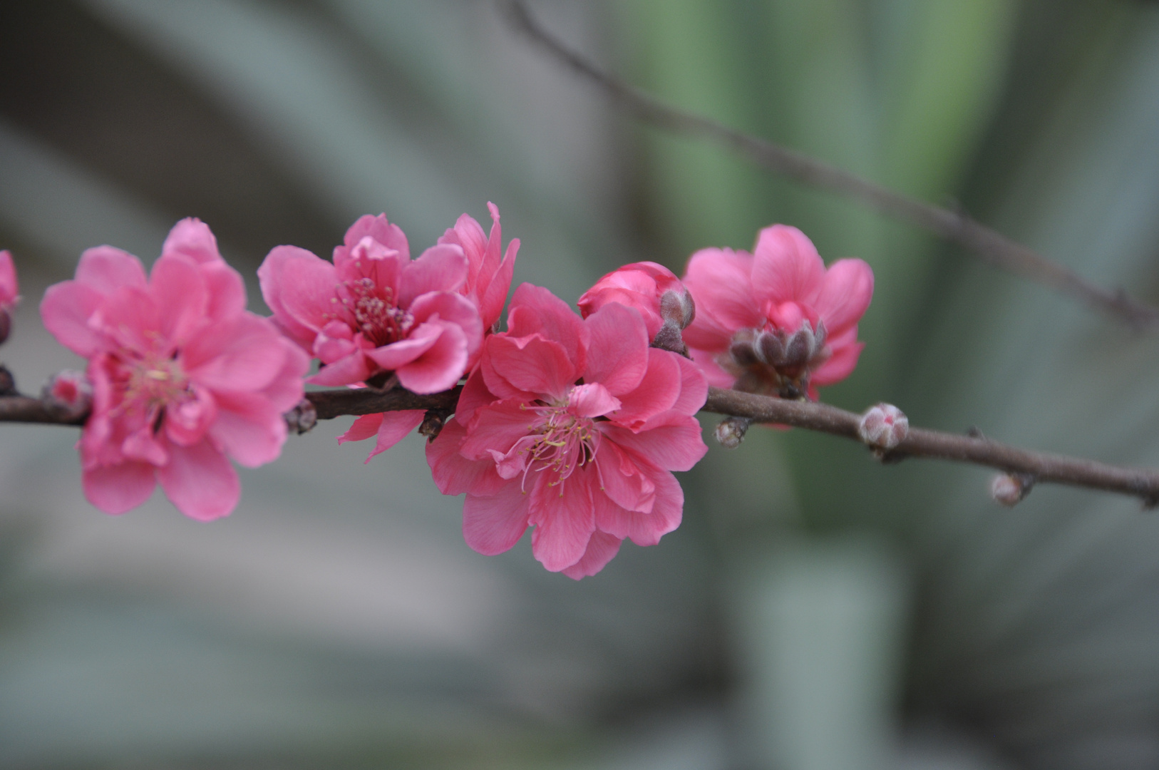 Fühling in Hanoi