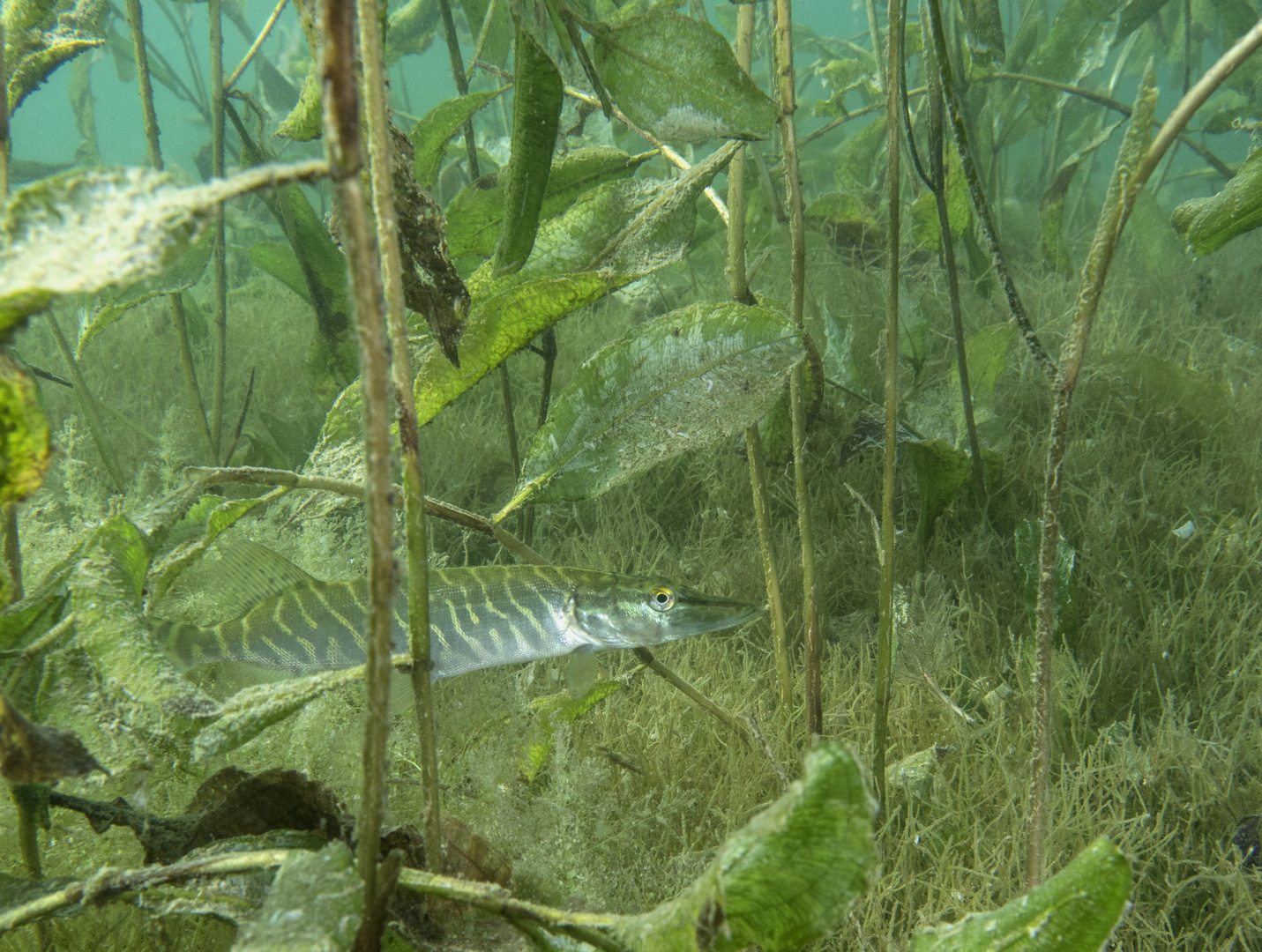 Fühlinger See