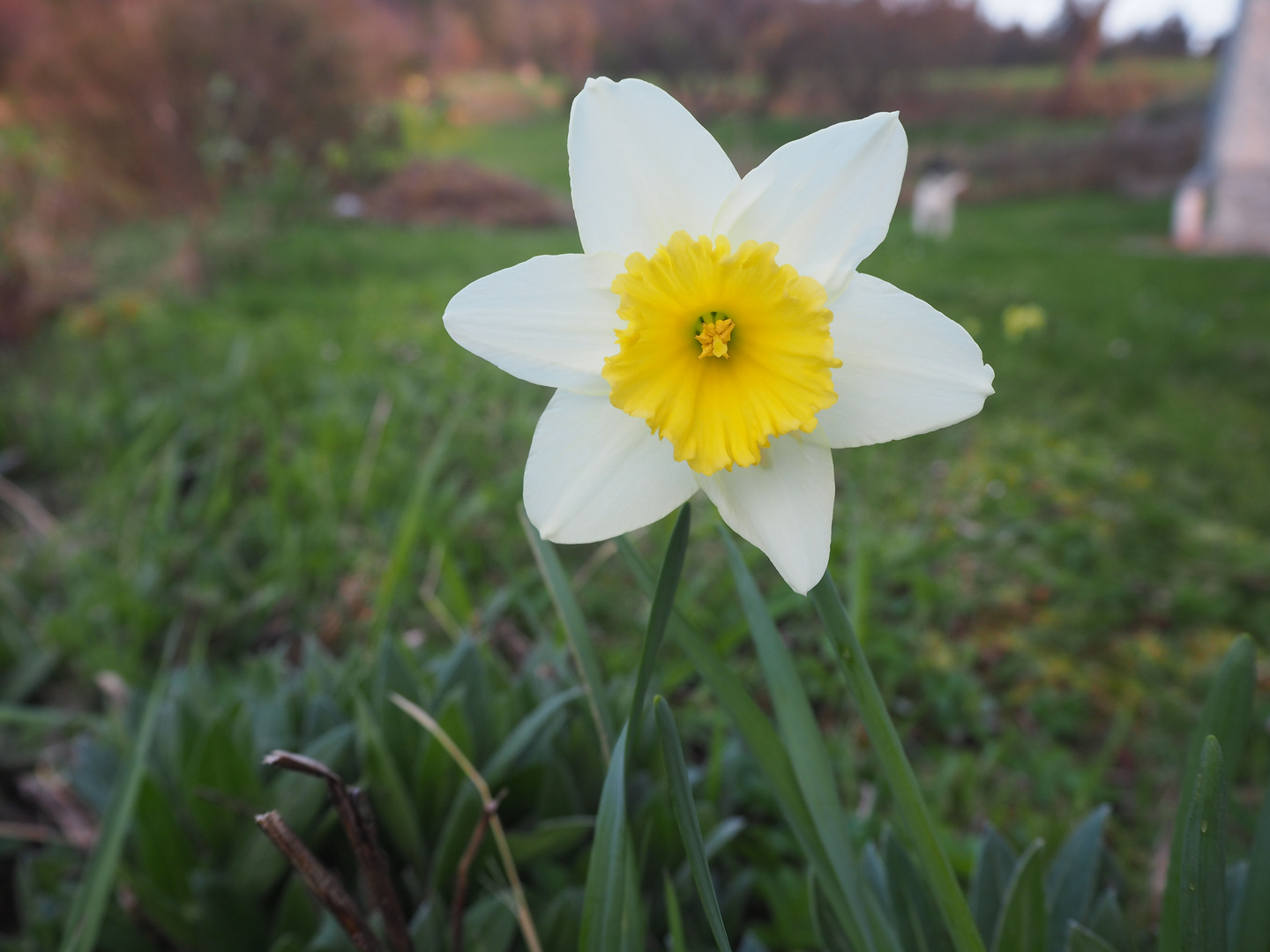 Fühlingsblume ganz frech