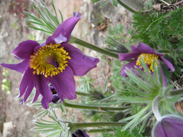 Fühlingsblume lila