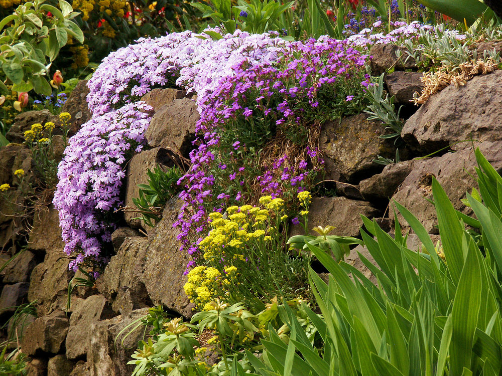 Fühlingsblumen