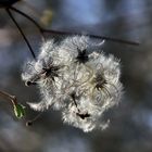 führ den Wind....