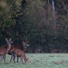 Führendes Alttier + gerader 14-Ender im Morgenreif