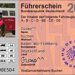 Führerschein für das Pfötitaxi