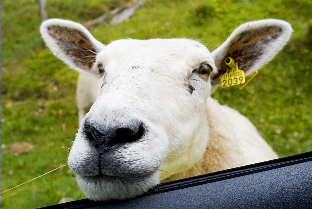 Führerschein und Fahrzeugpapiere bitte!