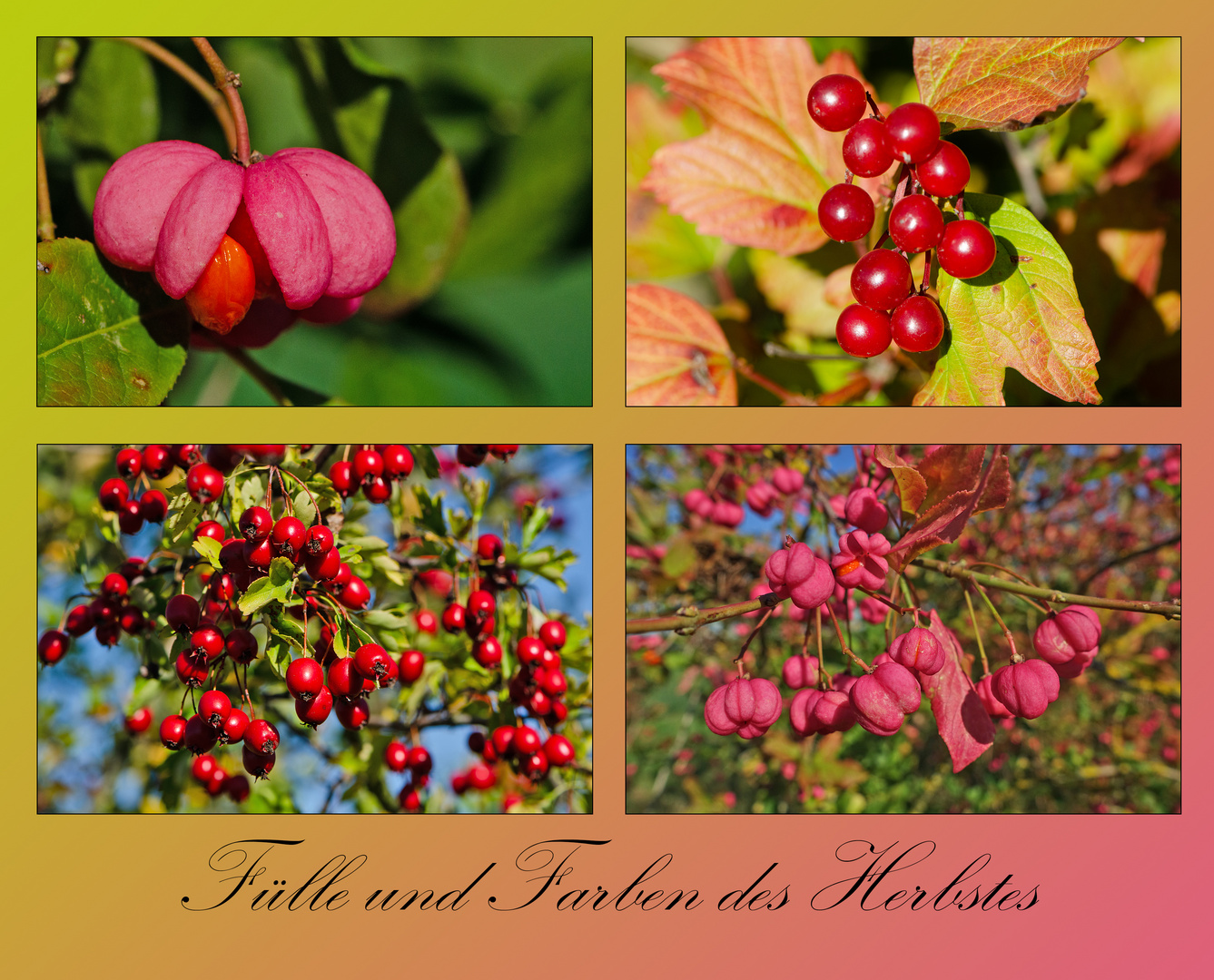 Fülle und Farben des Herbstes