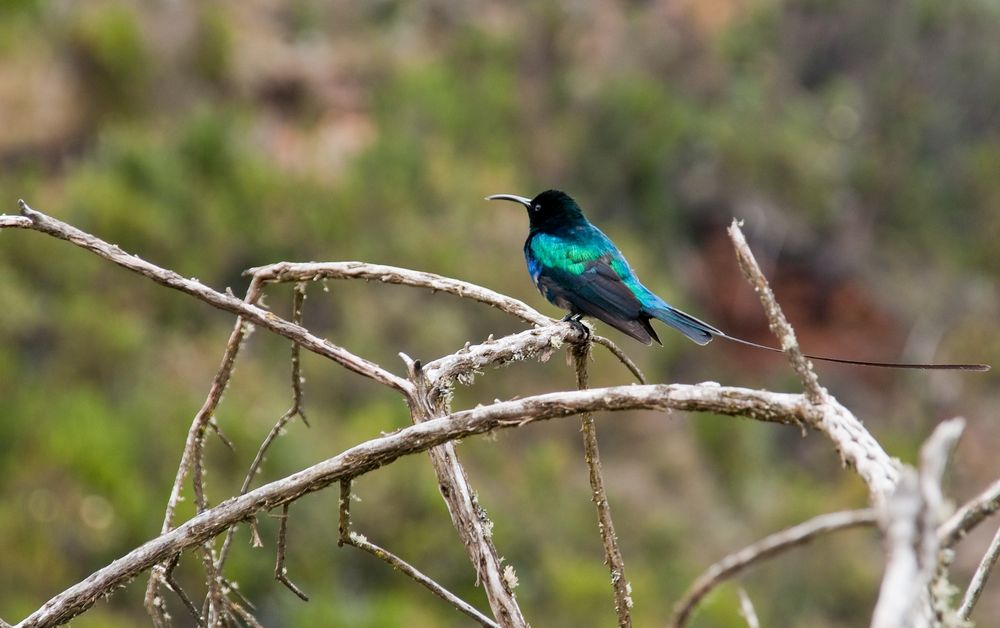 Fülleborn Nektarvogel