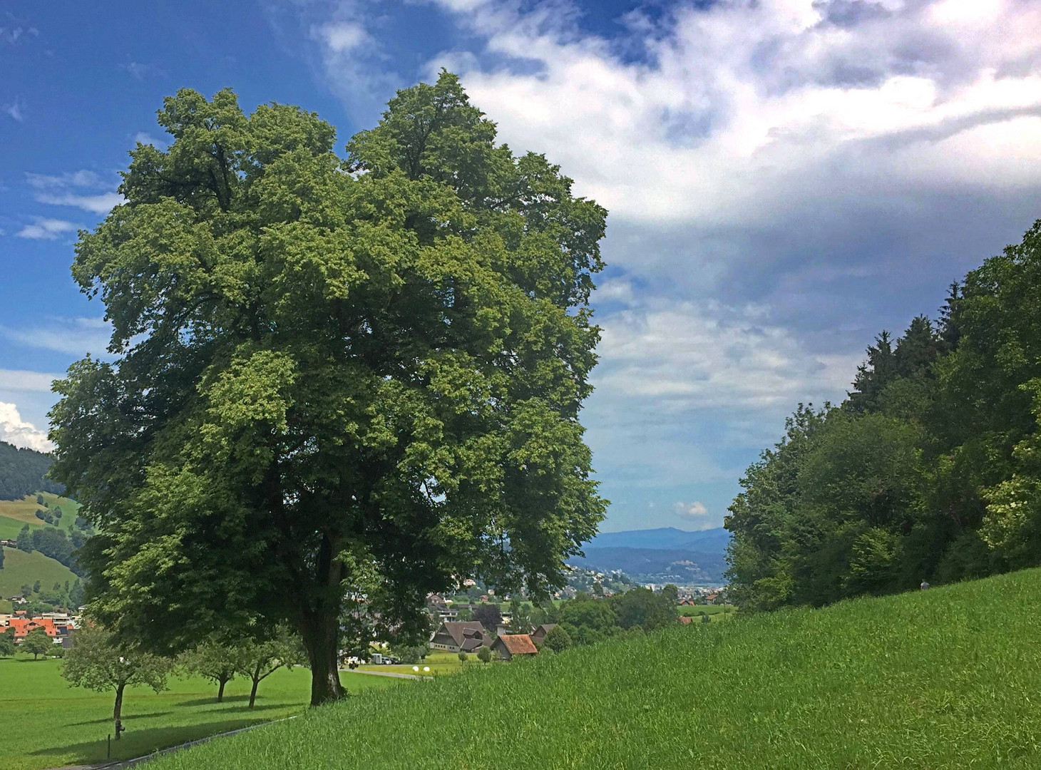 fülliger Lindenbaum ...