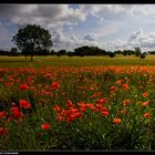 Fünen, Mohnleuchten - Luminous poppies