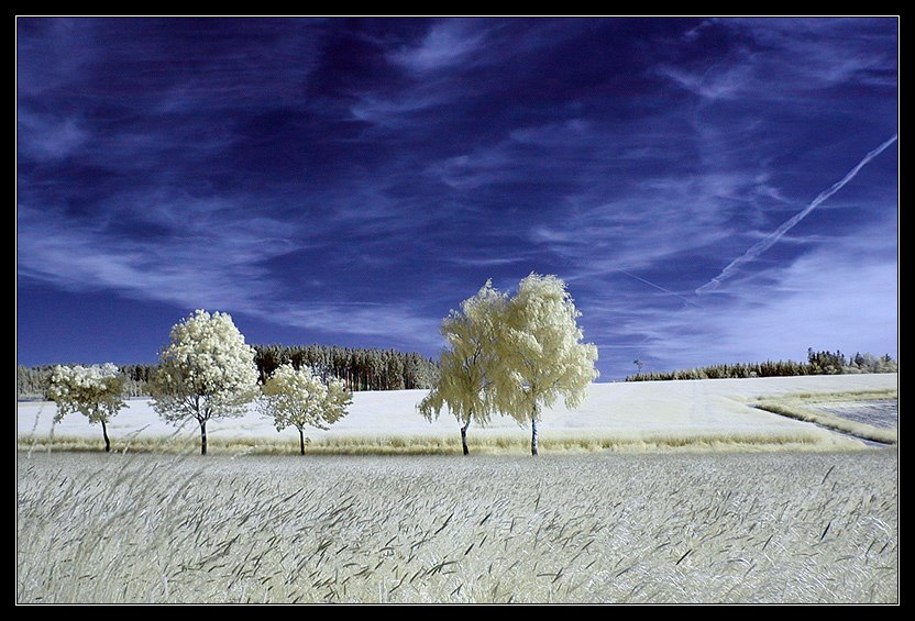 Fünf am Feld