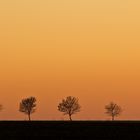 Fünf Bäume im Abendrot