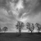 Fünf Bäume und Wolken