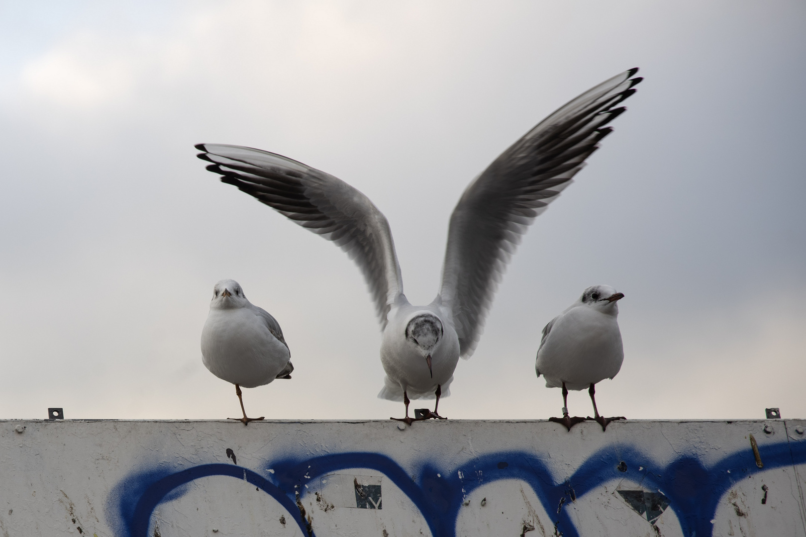 fünf Beine, zwei Flügel