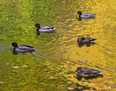 Fünf Enten...