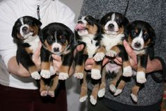 Fünf Entlebucher Welpen