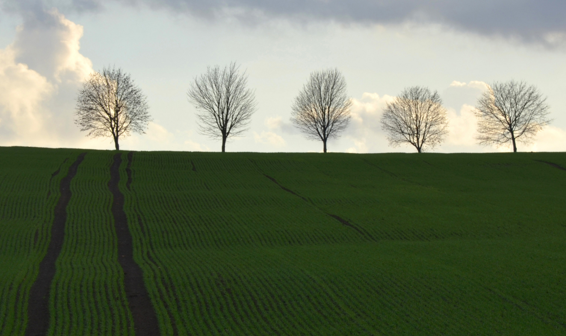 Fünf Freunde am Feld II