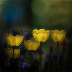 fünf gelbe Tulpen