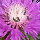 Fünf Grünliche Scheinbockkäfer auf einer Flockenblume