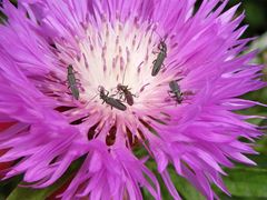 Fünf Grünliche Scheinbockkäfer auf einer Flockenblume