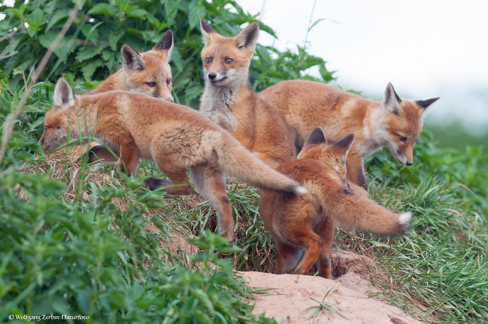 --- Fünf Halbstarke ---    ( Vulpes vulpes )