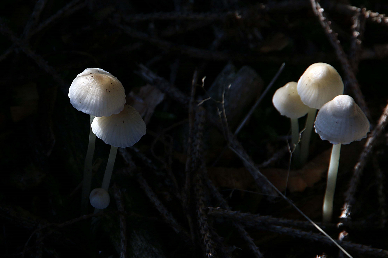 Fünf im dunklen Wald