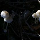 Fünf im dunklen Wald