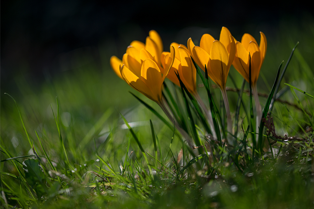 Fünf im Frühling 