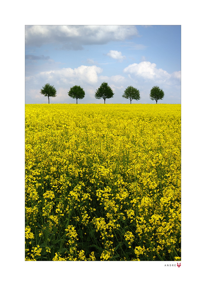 FÜNF IM RAPS