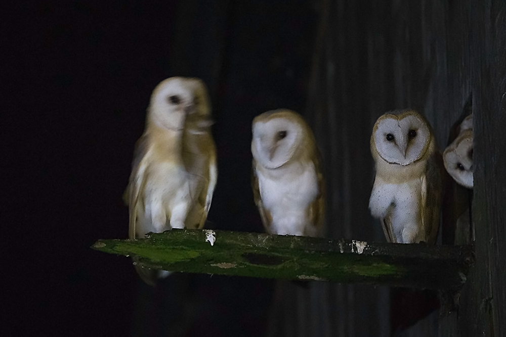 Fünf junge Schleiereulen im November