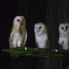 Fünf junge Schleiereulen im November